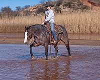 ridden-western-quarter-horse