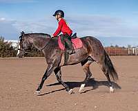 show-quarter-horse