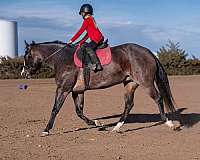 trail-quarter-horse