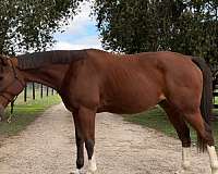 blaze-socks-horse