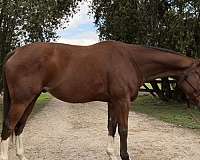bay-blaze-socks-horse