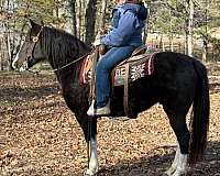 black-4-white-socks-star-snip-horse
