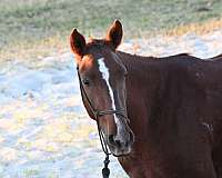 quarter-pony-for-sale
