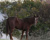 quarter-pony