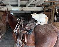 quarter-pony-gelding