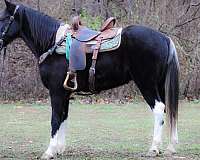 drill-team-spotted-saddle-pony