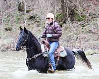 endurance-spotted-saddle-pony