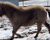 classic-champagne-miniature-horse