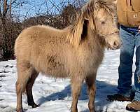 classic-champagne-colt