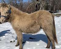 7-hand-champagne-horse