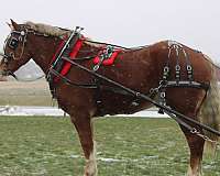 big-belgian-pony