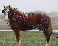 gentle-belgian-pony