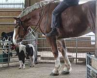 companion-belgian-pony