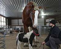 driving-belgian-pony