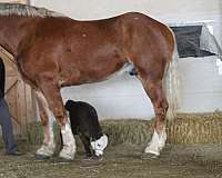 experienced-belgian-pony