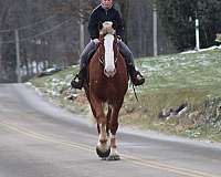 field-trial-belgian-pony