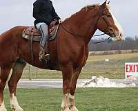 finished-belgian-pony