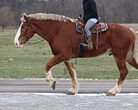 husband-safe-belgian-pony