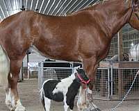 kid-safe-belgian-pony