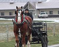 parade-belgian-pony