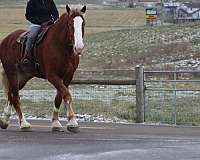 pleasure-driving-belgian-pony