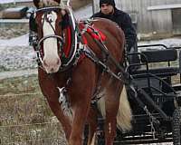 harness-belgian-pony