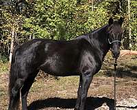 black-rmha-mare