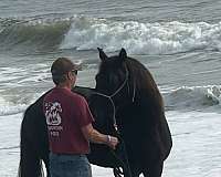 black-rmha-horse