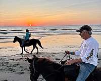 black-mare-for-sale