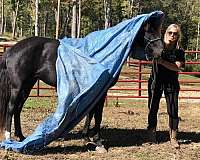 14-hand-rocky-mountain-mare