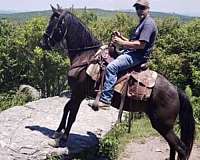 black-rocky-mountain-for-sale