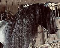 14-hand-rocky-mountain-horse