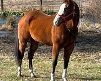 bay-overo-breeding-double-registered-horse