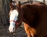 overo-breeding-double-registered-horse