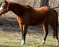 breeding-double-registered-broodmare