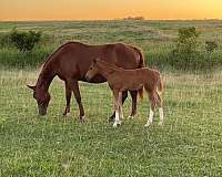 black-sorrel-broodmare-foal-for-sale