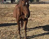 broodmare-sorrel-quarter-horse