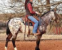aphc-appaloosa-horse