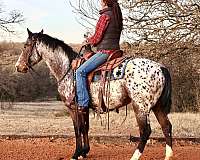 appaloosa-horse
