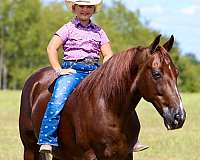 chestnut-white-horse