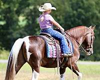 all-around-spotted-saddle-horse
