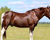 cowboy-mounted-shooting-spotted-saddle-horse
