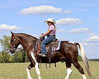 driving-spotted-saddle-horse