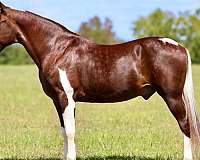 endurance-spotted-saddle-horse