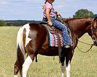 field-hunter-spotted-saddle-horse