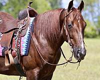 field-trial-spotted-saddle-horse
