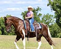 finished-spotted-saddle-horse