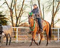 registered-quarter-horse