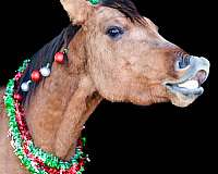 gentle-quarter-horse