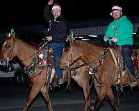 broke-quarter-horse